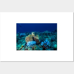 Sea Turtle on the Great Barrier Reef Posters and Art